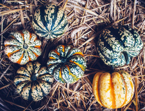 istock Autumn still life with organic pumpkins. 847407892