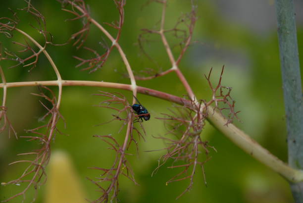 istock Bluebottle fly on a fennel plant 847411720