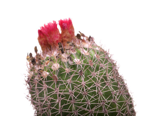 istock Cactus flowers isolated on white background. Pink Cactus Blossom. Minimal creative stillife. 847414744