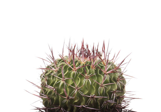 istock Green cactus in a brown pot on pink background. Minimal style design. Thorns, coarse. 847414952