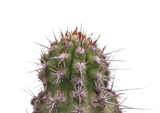 istock Green cactus in a brown pot on pink background. Minimal style design. Thorns, coarse. 847419268