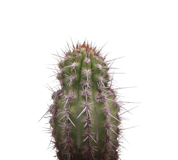 istock Green cactus in a brown pot on pink background. Minimal style design. Thorns, coarse. 847419328