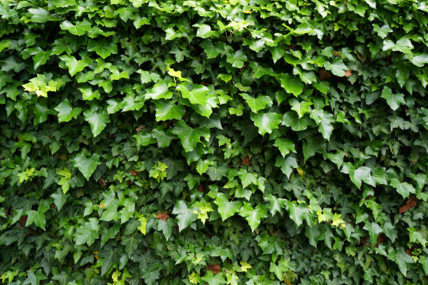 istock Ivy (Hedera). Natural green background. 847419640