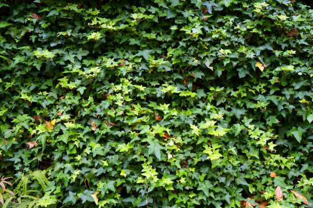 istock Ivy (Hedera). Natural green background. 847419642
