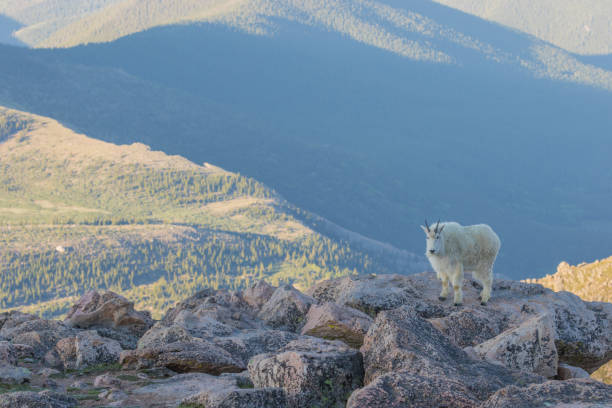 istock Mountain Goat in the High Alpine 847425560