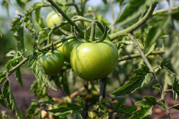 istock Green tomatoes. Agriculture concept 847426504
