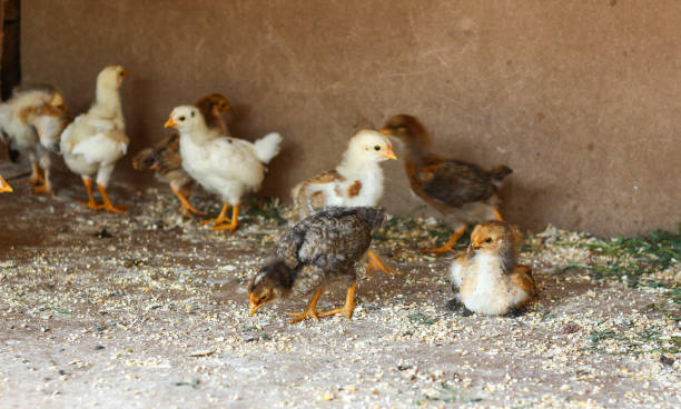 istock Little yellow chicks in chicken farm. 847428936