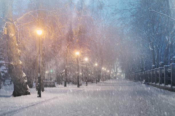суровая погода в киеве - park snow tree back lit стоковые фото и изображения