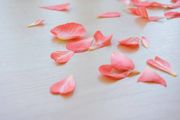 Magnolia petals on white, drop down
