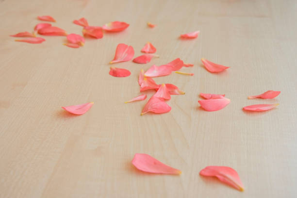 tender fresh pink petals scattered on a light wooden table top