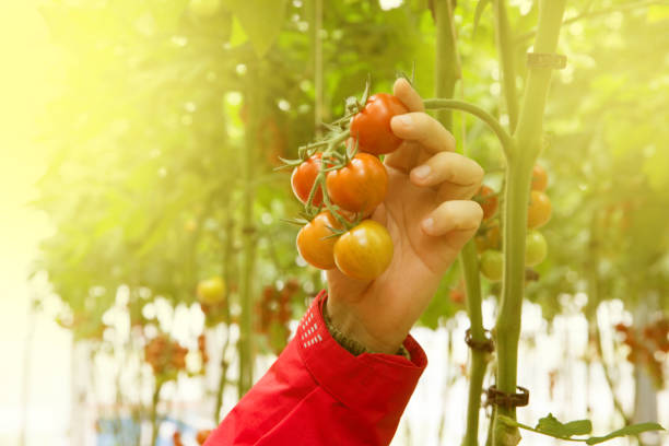 crop of tomatoes in hands.farmers hands with freshly harvested tomatoes in the greenhouse.healty food concept. - healty imagens e fotografias de stock