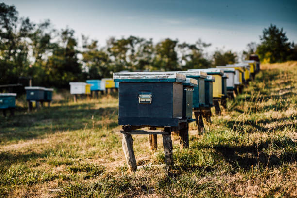 Afternoon tour of the apiary