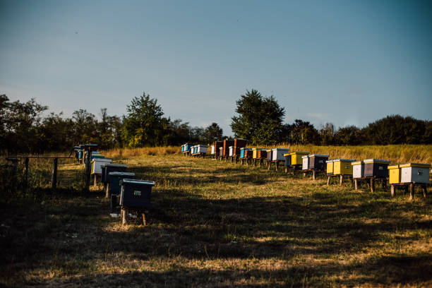 istock Afternoon tour of the apiary 847438298