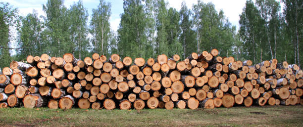 istock Birch firewood in nature 847438702