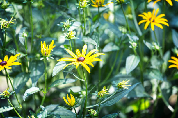 A showy perennial with sunny yellow flowers in suny garden