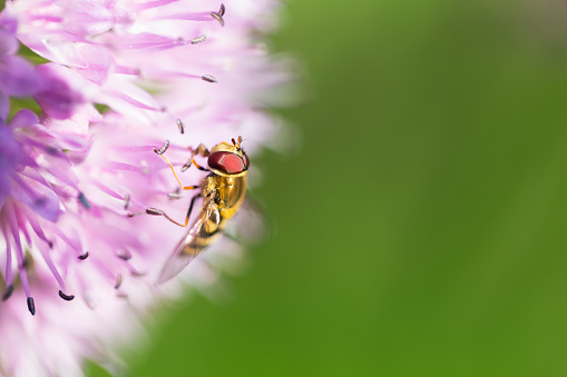 A Hoverfly on a blooming Allium flower.  Copy space.