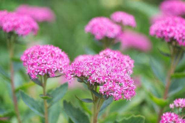 istock Pink Sedum Flowers 847445216