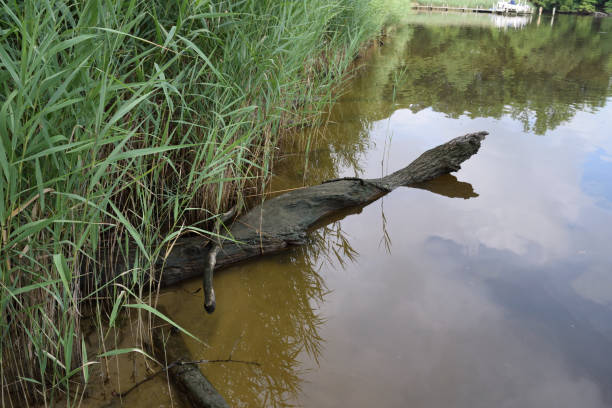 istock view of the water 847446758
