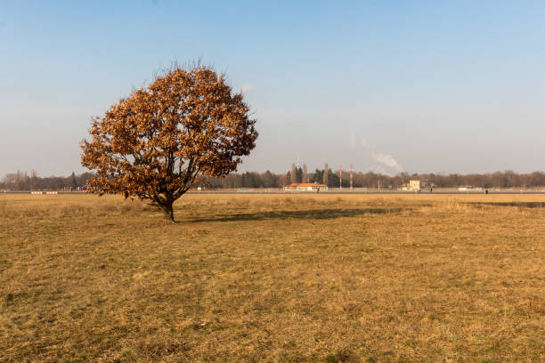 Landscape shot of a lonesome tree on the former airfield tempelhof which is now a public park for the people of Berlin. The TV tower can be seen in the far background of the shot