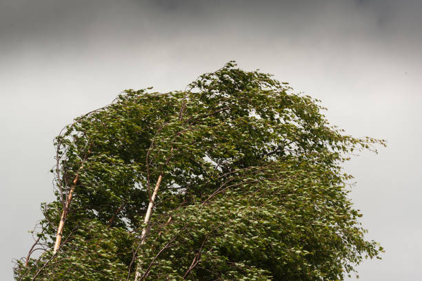 rami cima albero betulla che soffiano nel vento - betulla dargento foto e immagini stock