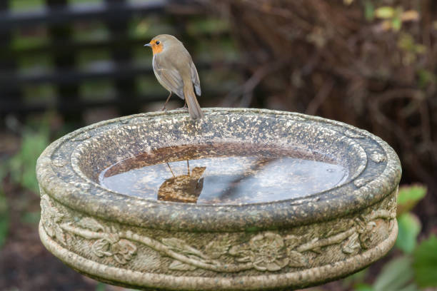 robin am vogelbad - stone bird animal autumn stock-fotos und bilder