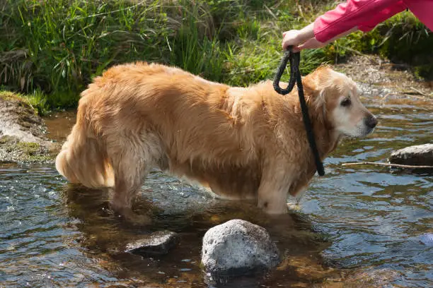 dog reluctant to leave river
