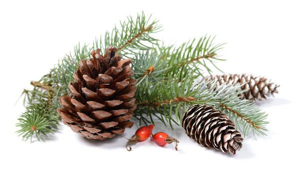 istock Christmas decoration with fir tree and cones isolated on a white background 847455490