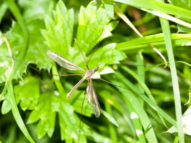 Photo of daddy long legs crane fly Tipulidae close up