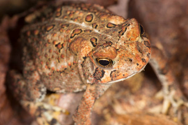istock Fowler's toad standing in a New Hampshire woods. 847462432