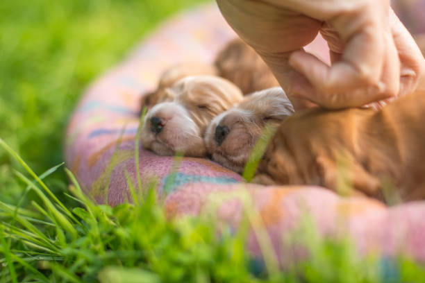 New born baby english cocker spaniel puppies