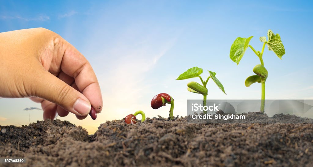 Graine de main agriculteur plantation avec la séquence de la germination des graines - Photo de Graine libre de droits