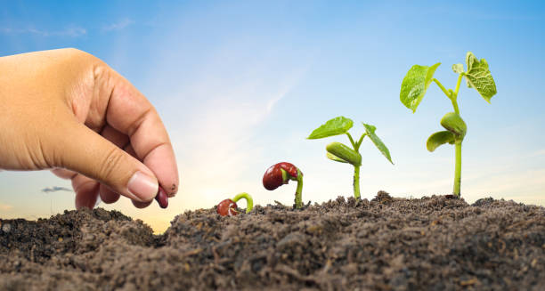 Farmer hand seed planting with seed germination sequence stock photo