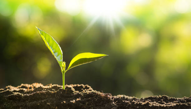 istock Close up Young plant growing over green background 847469332