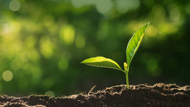 Close up Young plant growing over green background stock photo