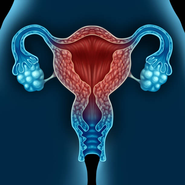 menopausa - estrogeno foto e immagini stock
