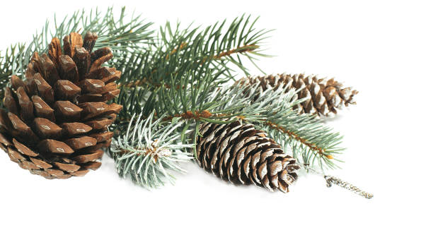 istock Christmas decoration with fir tree and cones isolated on a white background 847479808