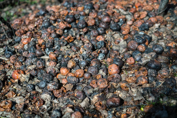 Maqui berry super food