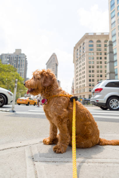 istock Walking the dog in urban environment 847488866
