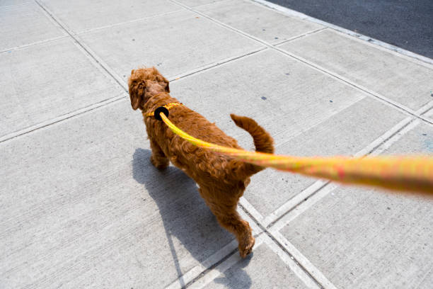 camminare con il cane in ambiente urbano - walking point of view foto e immagini stock