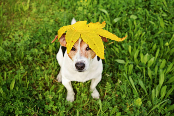istock Funny Dog With Big Yellow Maple's Leaf on Head 847488896