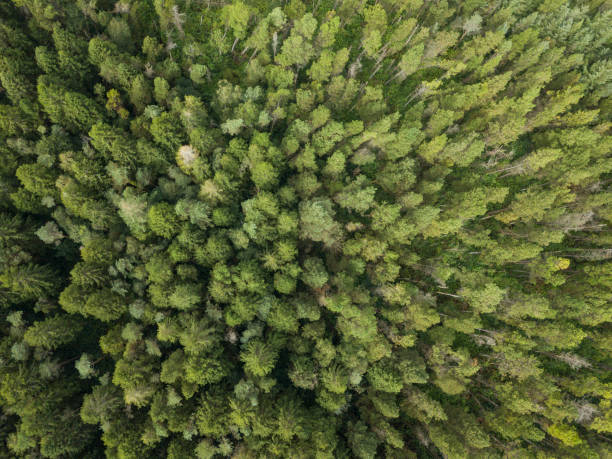 istock Aerial view of a pine forest 847491104