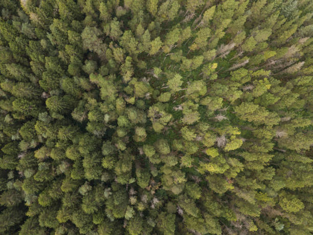 istock Aerial view of a pine forest 847491106