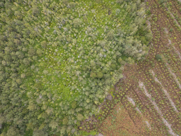 istock Aerial view of a pine forest 847491138