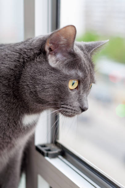 istock Breed Russian blue cat. Gray beautiful cat looking out the window. 847492078