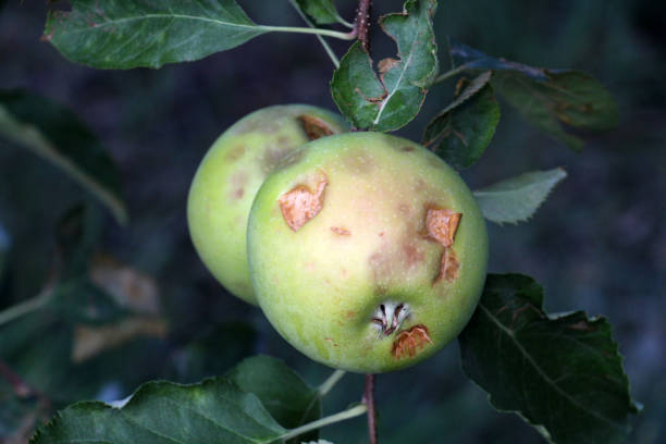 istock ripe apples before harvesting damaged by hail stones 847505750