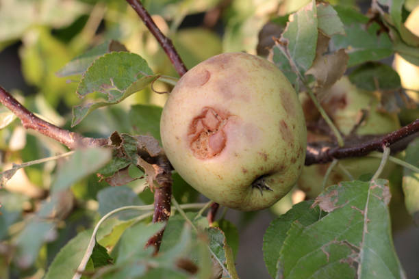 istock ripe apples before harvesting damaged by hail stones 847505802