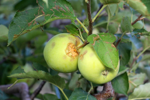 istock ripe apples before harvesting damaged by hail stones 847505846