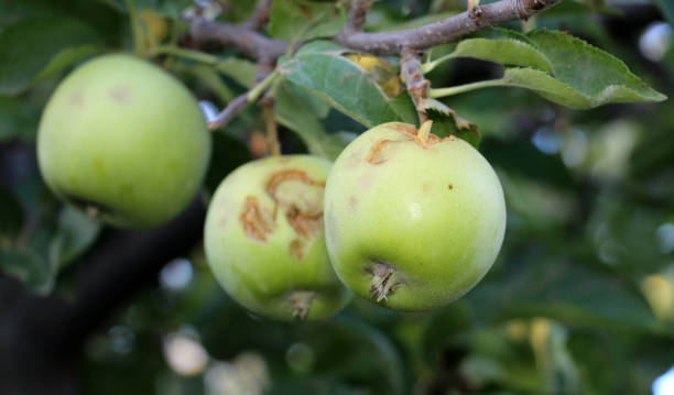 istock ripe apples before harvesting damaged by hail stones 847505876