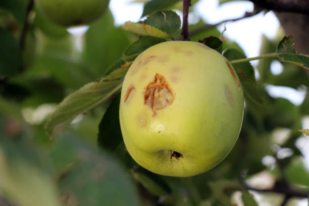 istock ripe apples before harvesting damaged by hail stones 847505890