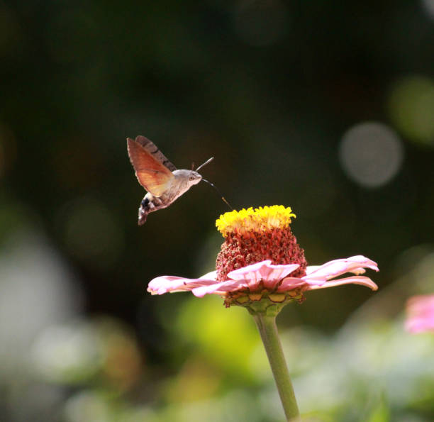 Hummingbird Moth on gerbera flower,image of a